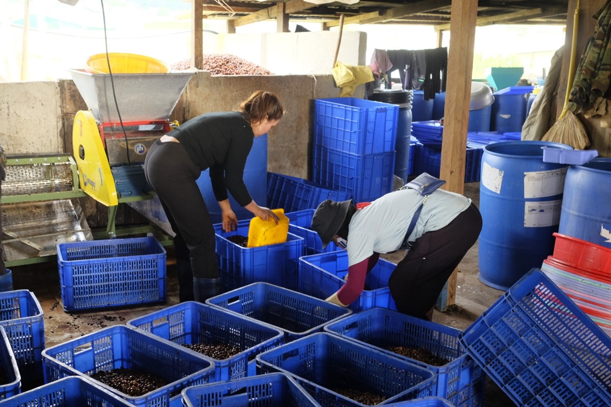 09 pracovníci třídí kávové třešně do nádob